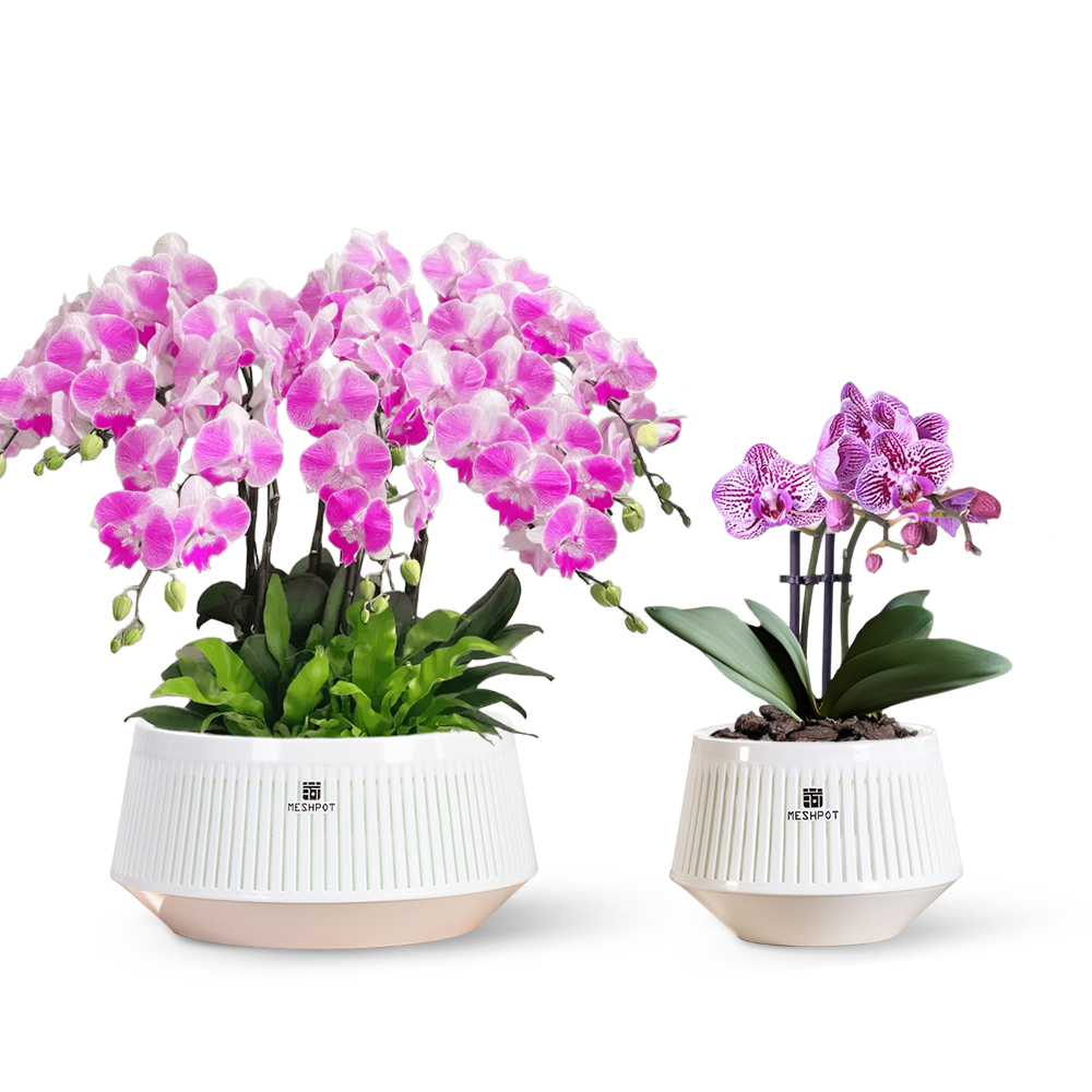 Meshpot Orchid Pot with Holes  - Aloe Vera Pot recension och pris